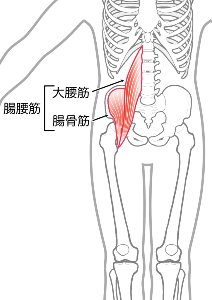 ピラティス 腸腰筋